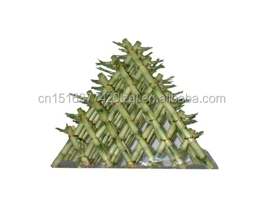 
Farm price dracaena sanderiana live indoor aquatic ornamental chinese fengshui plants pyramid lucky bamboo 