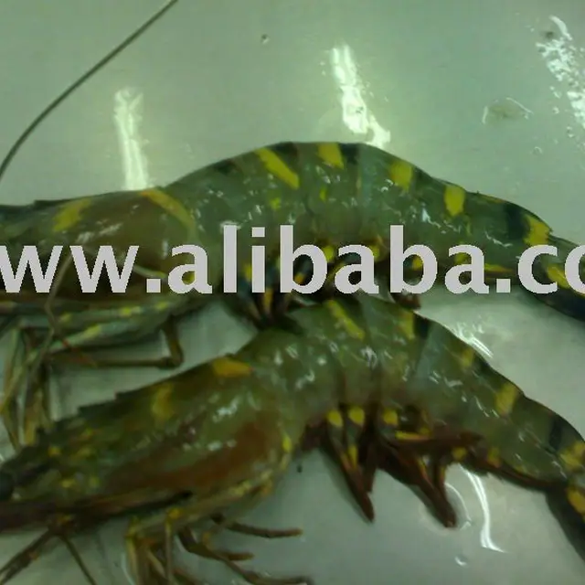 caught@@@black tiger shrimp@@@fresh water prawn