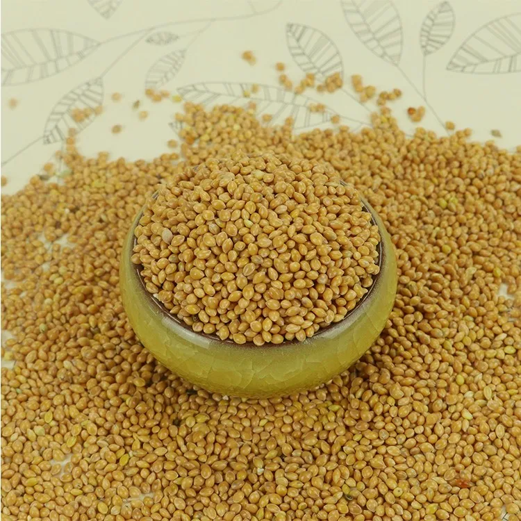 Yellow Broomcorn Millet Proso Millet For Bird Food Buy Yellow Broomcorn Millet,Broom Corn