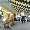 AR game with projection or LED screen show game Augmented Reality software using in mall rich scene wall interactive project