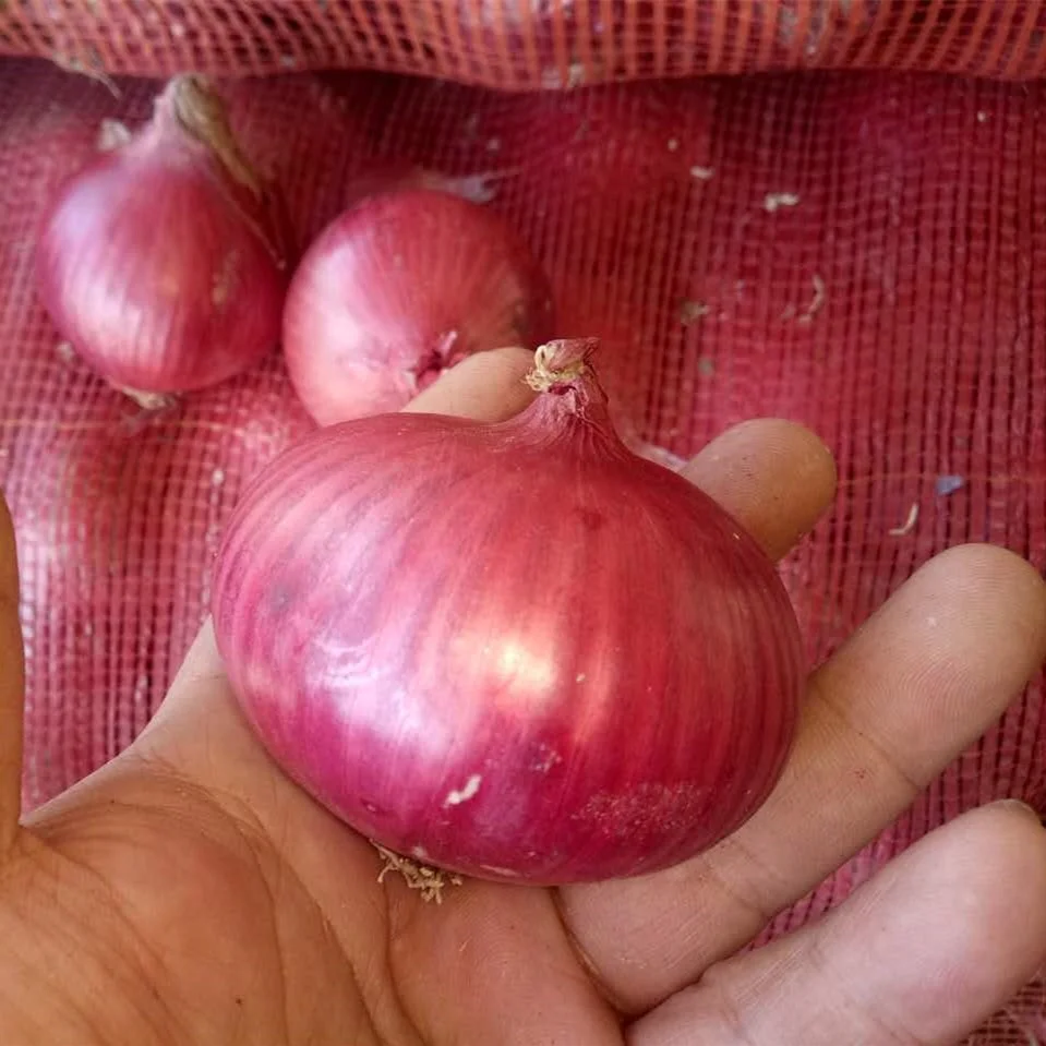 
Fresh Red Onion 