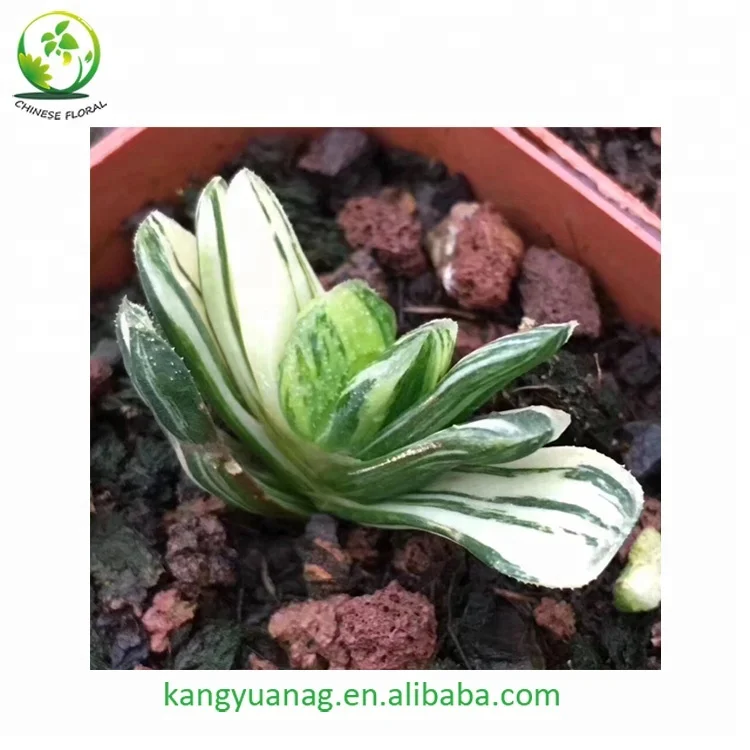 
Haworthia truncata variegata 