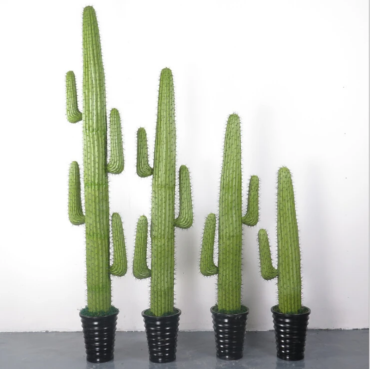 Acheter Cactus?
