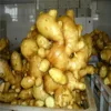100g fresh ginger hot sale