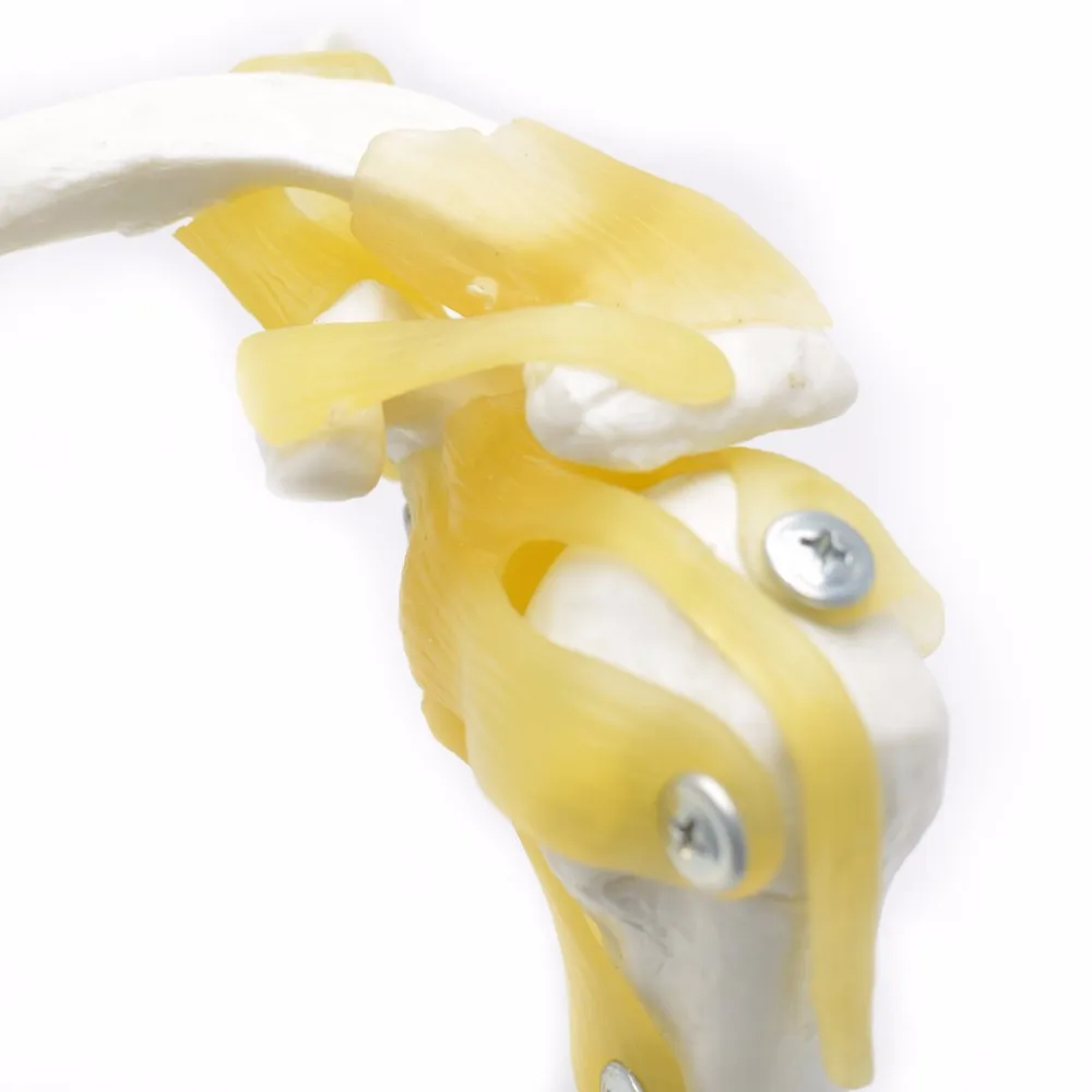 Human Artificial Shoulder Joint Skeleton Model Buy Human Artificial Shoulder Joint Skeleton