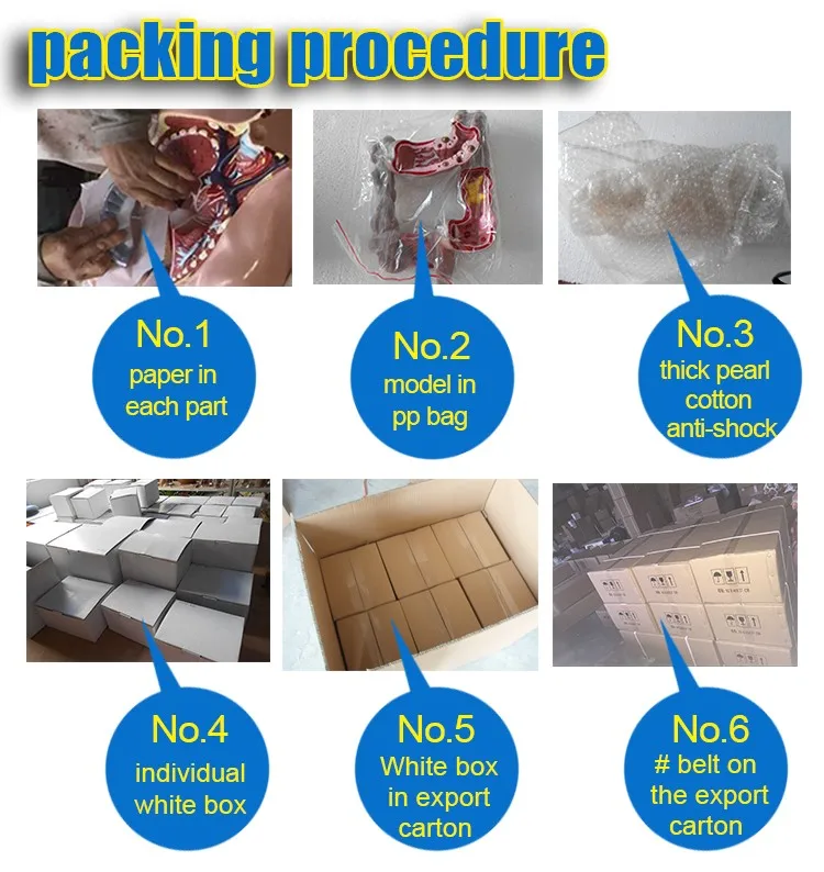 For medical school use enlarged heart teaching anatomical model