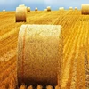 Silage wrap baler netting popular small round baler net plastic round bale feeder christmas tree net