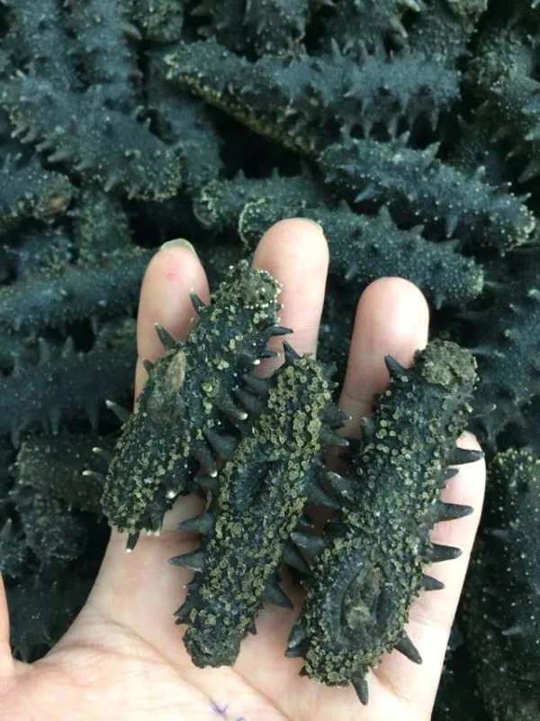 
Best price of natural sea cucumber/trapang,taiwan seafood importers 