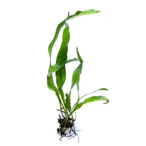 SubstrateSource Java Fern Trident Microsorum pteropus Live Aquarium Plant