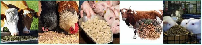 Home Using Animal Feeding Small Flat Die Pellet Mill