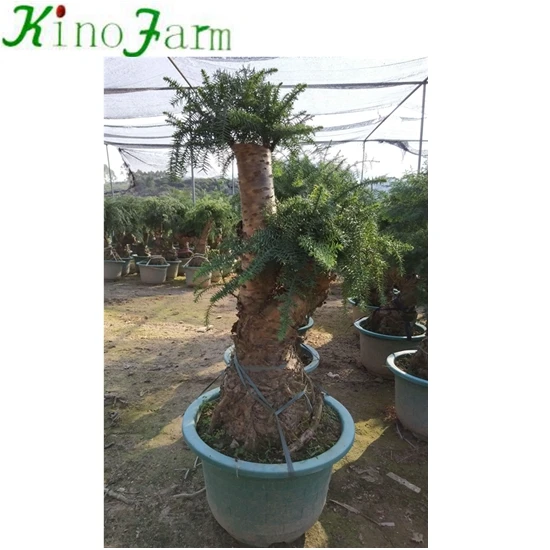 
Nice Plant Araucaria 