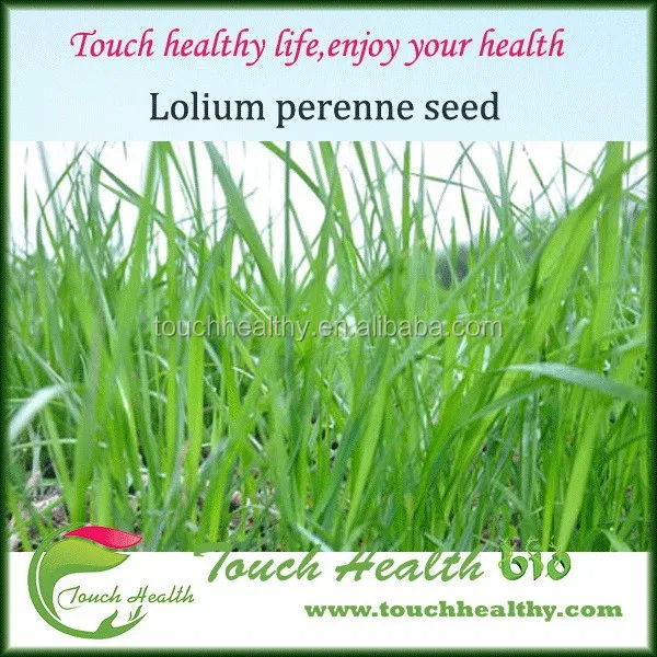 
ryegrass seeds forage seeds grass seeds booting mowing, accounting for 50% of total renewable 