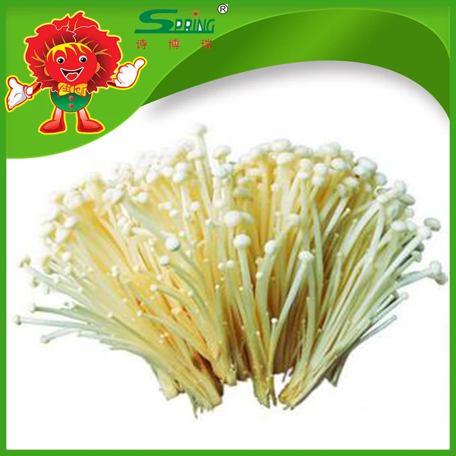 enoki mushroom cultivation