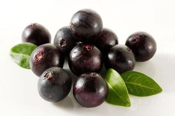 high quality acai berry extract 4:1 10:1