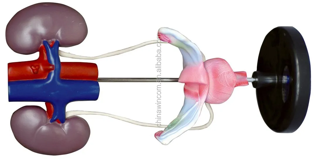Anatomicial female urinary and reproductive system model