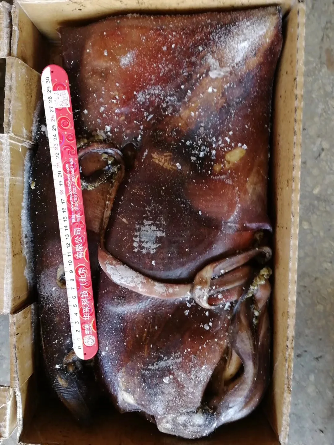 海冷冻印度洋鱿鱼出售给加工厂