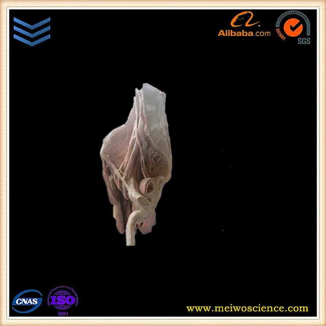 human body part male pelvic cavity arteries plastination in