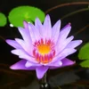 wan lian small lotus flower seeds black lotus plant