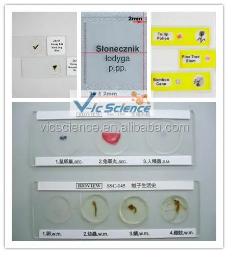 prepared slides(Slides in different style).jpg