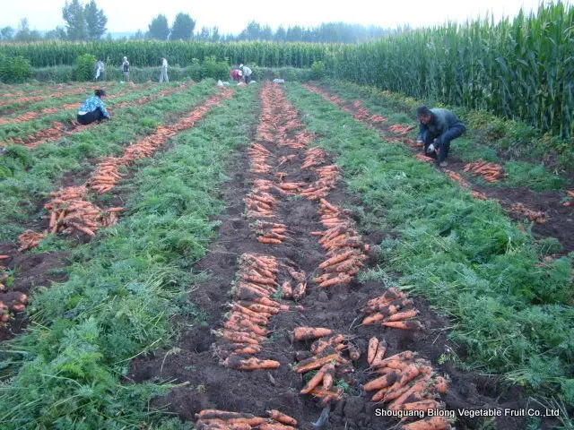 carrot 3.jpg