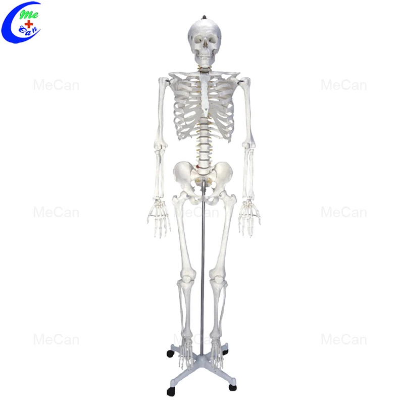 anatomy skeleton