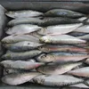 Cheap Price For Frozen Sardine For Blue Fin Tuna Bait