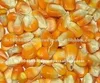 Yellow corn maize