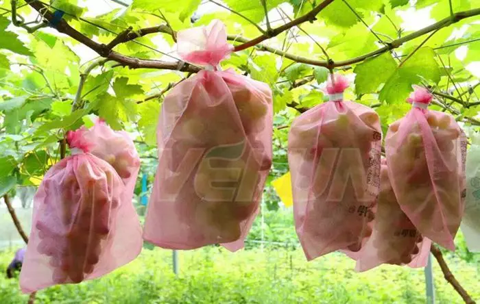 700 red grape cover.jpg