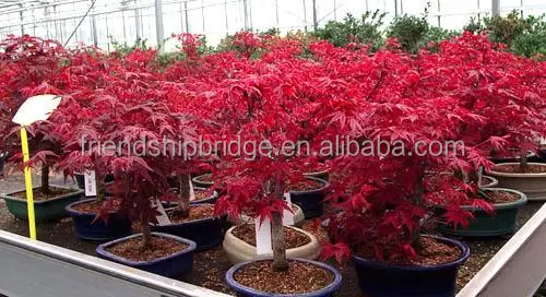 
Purple Japanese Maple tree(Acer palmatum cv.Atroparpureum) 