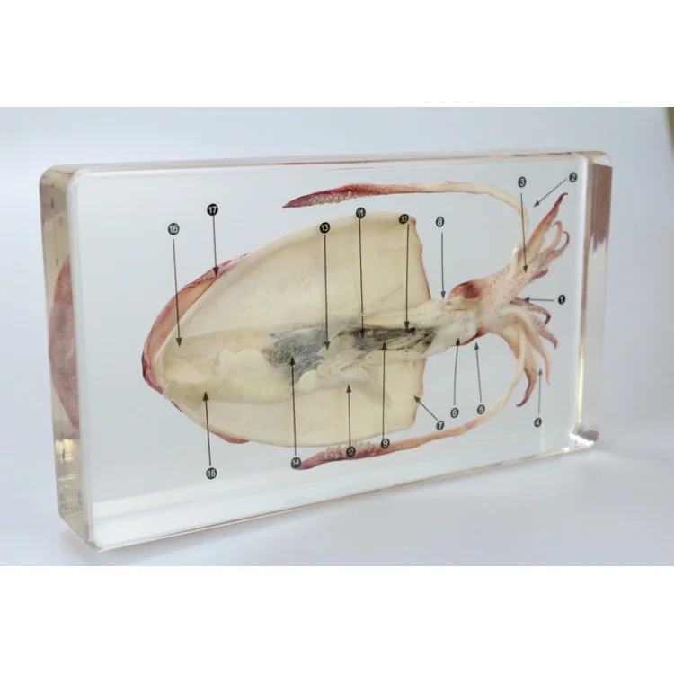 High Quality Frog Dissection Real Nature Preserve Biological Specimens