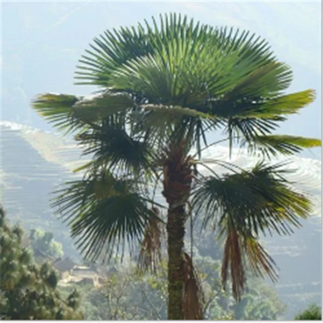 Zong Lv Chinese Supply High Germination Rate Canary Palm Tree Seeds - Buy Canary Palm Seed,Palm ...