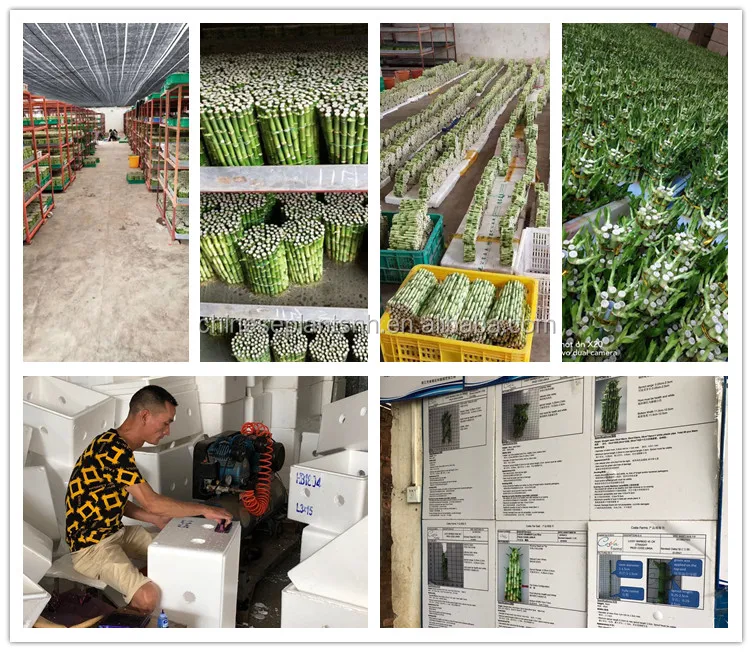lucky bamboo factory