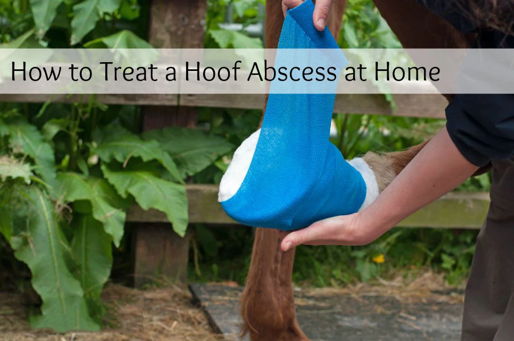 Fda Approved Horse Hoof Poultice Dressings Equestrian Hoof Pad Hoof