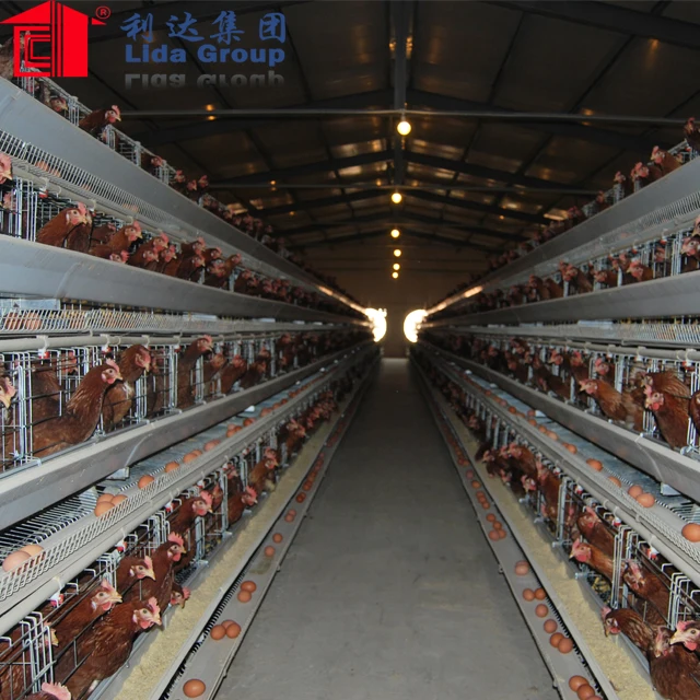 Agriculture Installation Prefab Light Steel Frame Chicken Poultry House