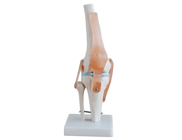 Medical Anatomy Life Size Human Skeleton Knee Joint Anatomical Model 