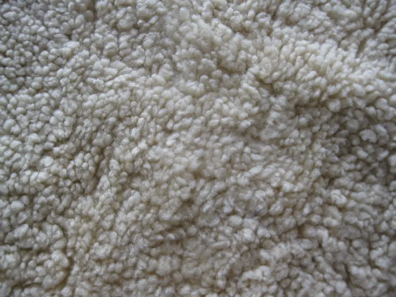 Sheep skin