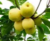 Yellow new season Fresh Pear