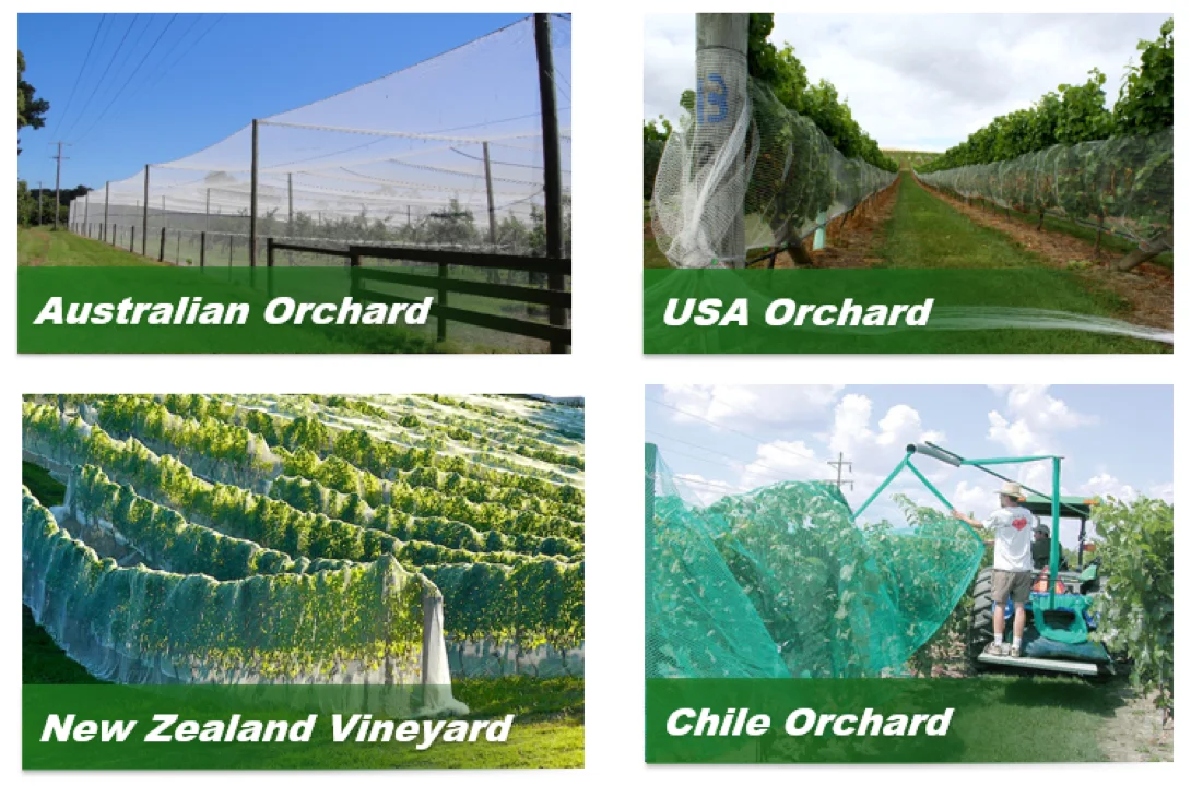 joyeyou birds netting project case show