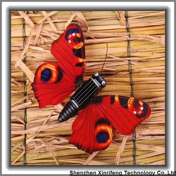 butterfly 23