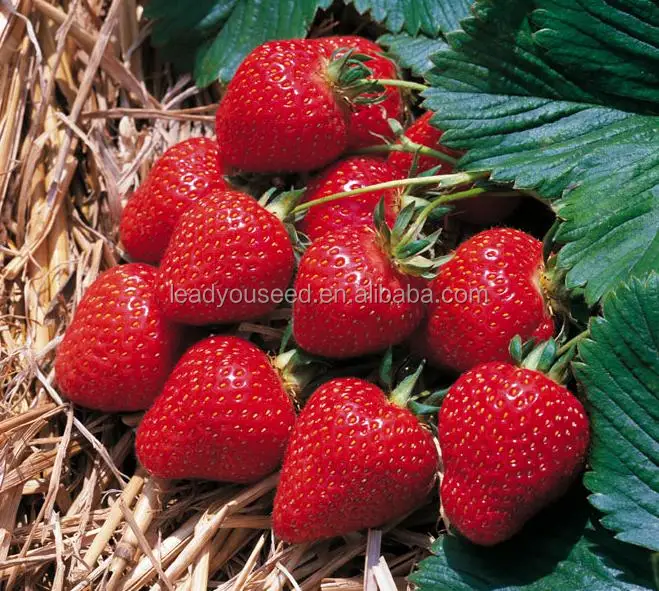 SB01 Fairy new arrival high quality f1 hybrid strawberry seeds for growing7.jpeg