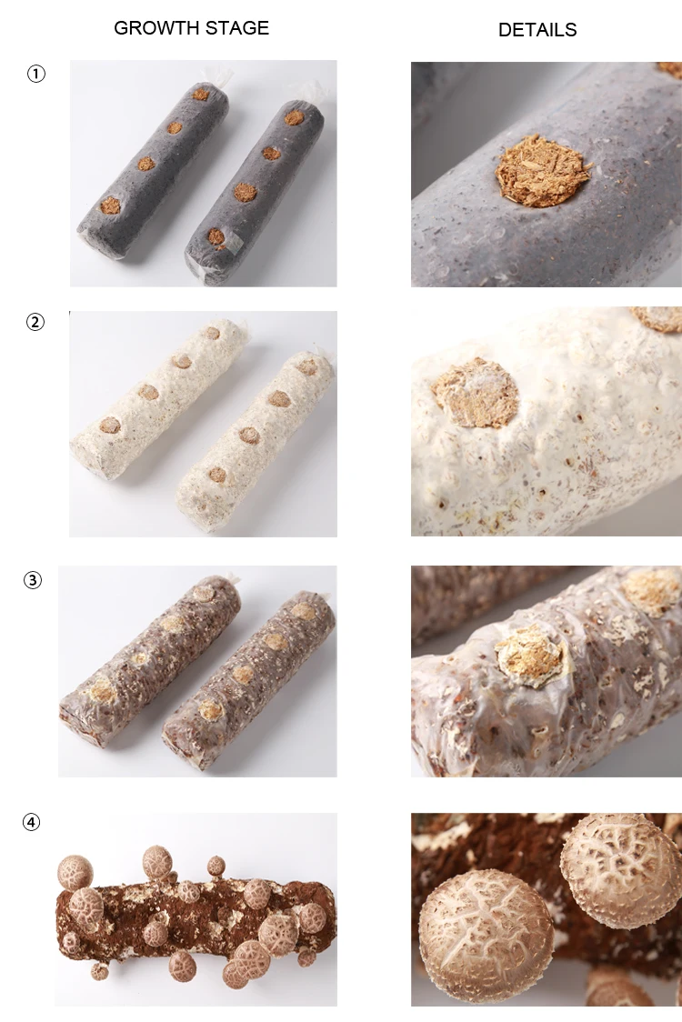 dired shiitake mushroom spawn