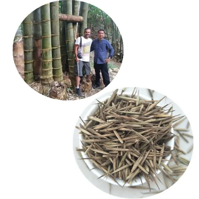 chinese moso bamboo seeds