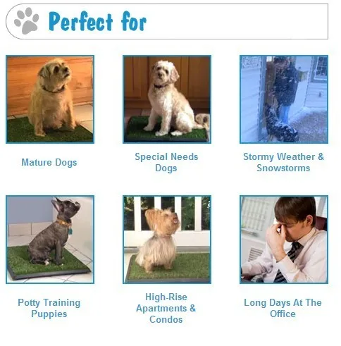potty training puppies.jpg