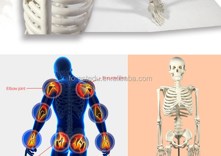 5 Anatomy skeleton.jpg
