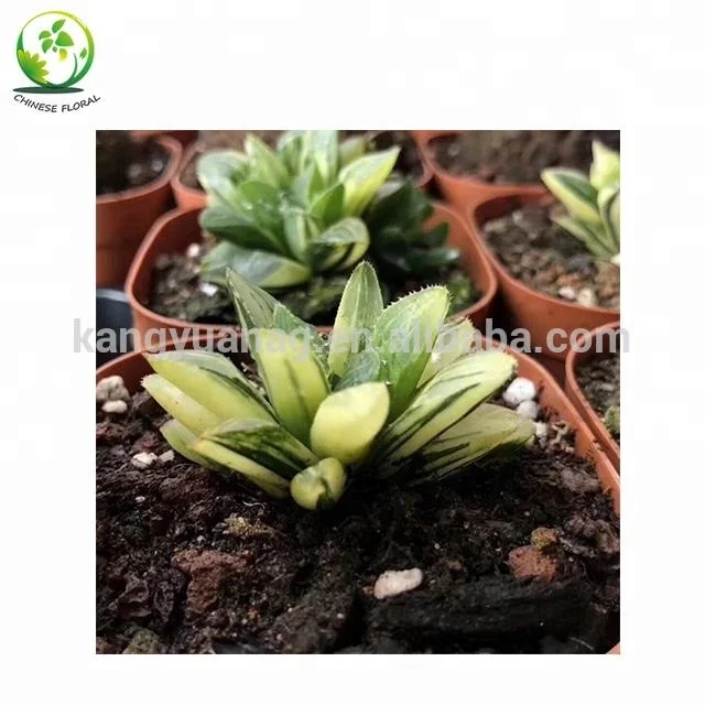 
Variegated Haworthia heidelbergensis 