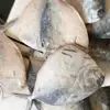 New Season Frozen Moon Fish