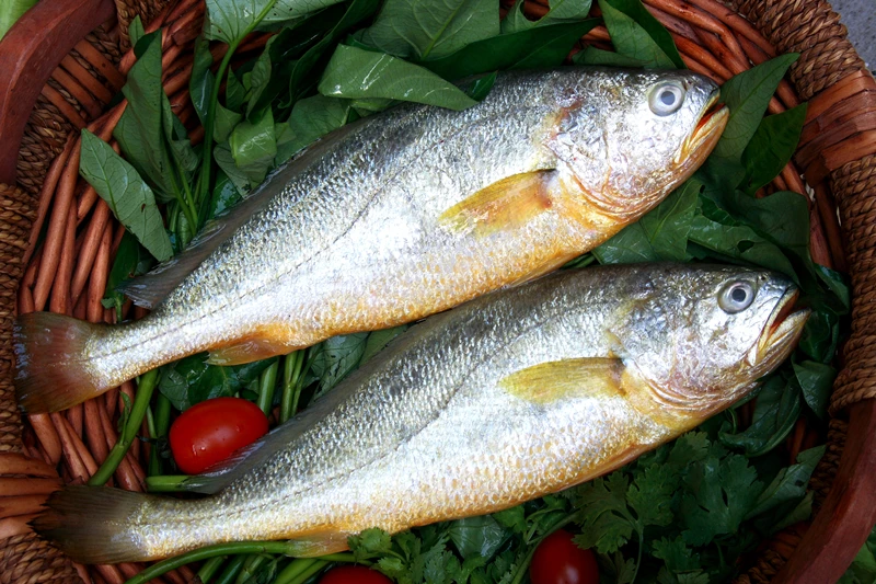 good quality wild catching big frozen yellow croaker