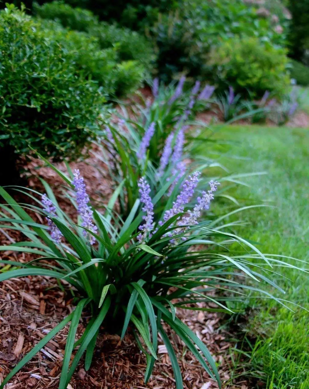 Лириопе мускари. Лириопе мускари Биг Блю. Liriope spicata. Офиопогон Лириопе.