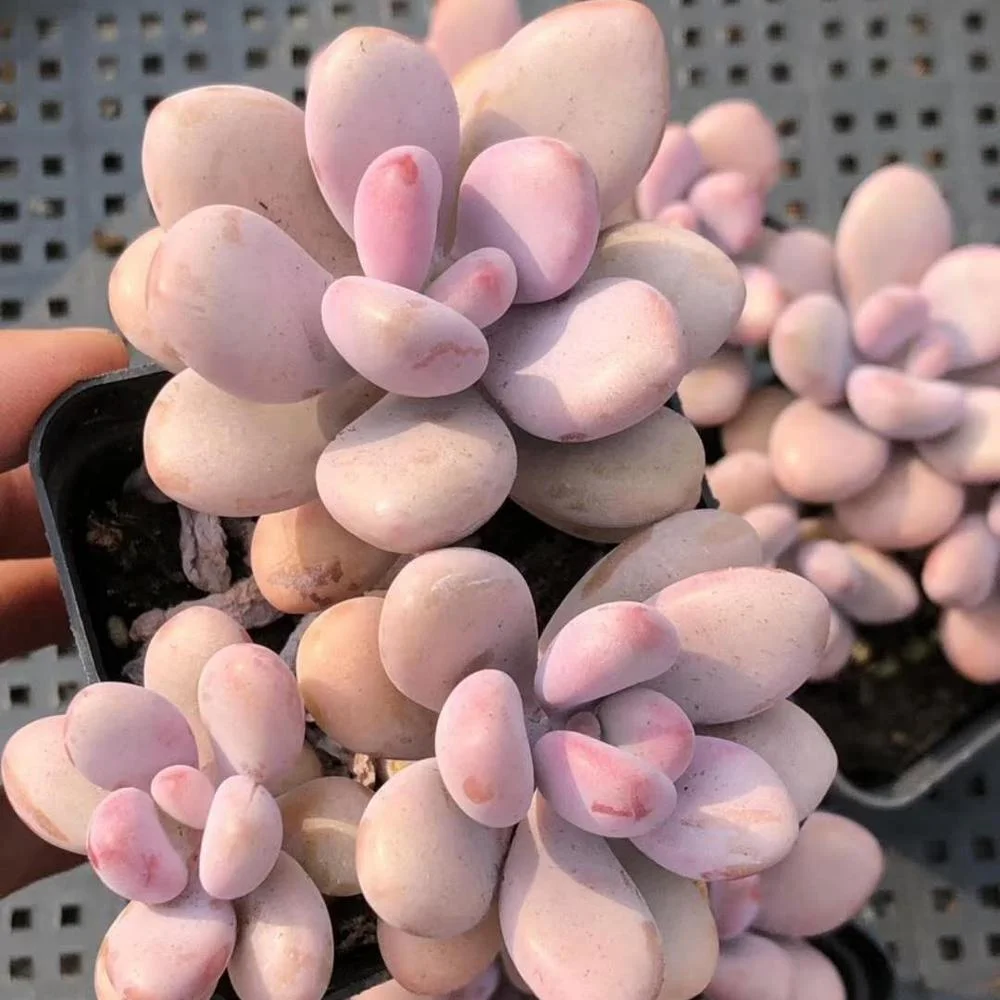 
Wholesale Succulent Graptopetalum amethystinum with stem 