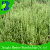 Top Quality Rosemary Seeds for sale